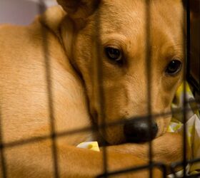 USDA Moves Animal Welfare Records; Sparks Concern About Secretary Nomi