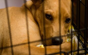 USDA Moves Animal Welfare Records; Sparks Concern About Secretary Nomi