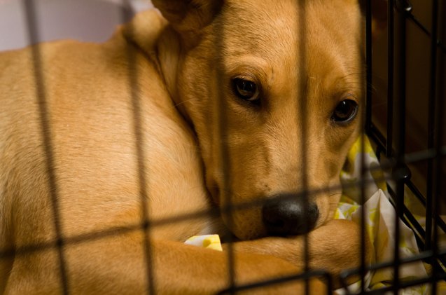 usda moves animal welfare records sparks concern about secretary nomi