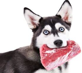 Why is Protein Essential in a Dog’s Diet? | PetGuide