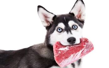 Why is Protein Essential in a Dog’s Diet?