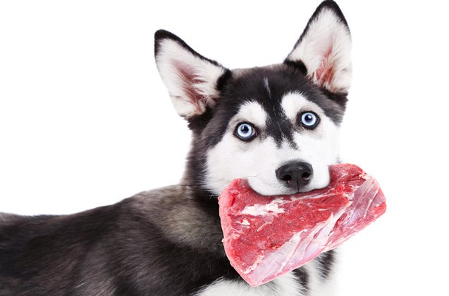 why is protein essential in a dogs diet
