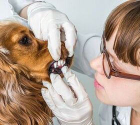 the debate over anesthesia and sedation free pet dentistry