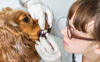 The Debate Over Anesthesia- and Sedation-Free Pet Dentistry