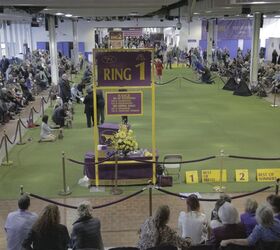 Top Dogs of the 2017 Westminster Dog Show – Day 1