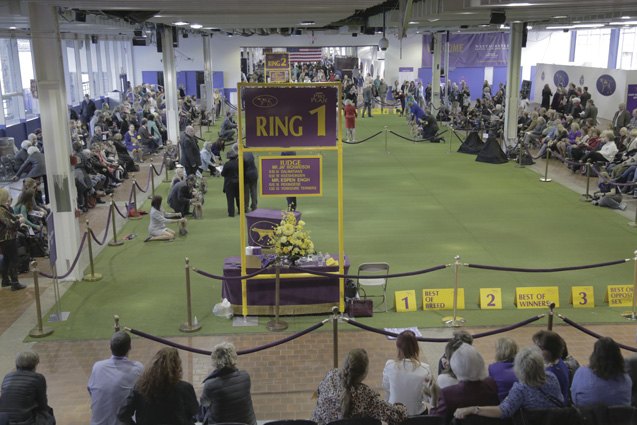 top dogs of the 2017 westminster dog show day 1