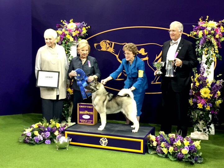 top dogs of the 2017 westminster dog show day 1
