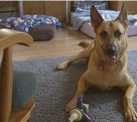 DNA Evidence Saves Dog In Case Of Mistaken Identity