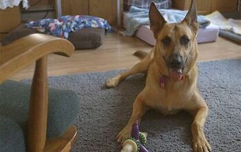 DNA Evidence Saves Dog In Case Of Mistaken Identity