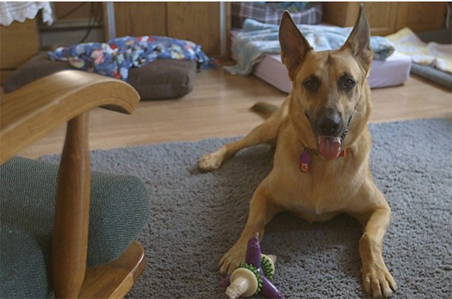 dna evidence saves dog in case of mistaken identity