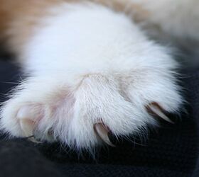 New Jersey May Be The First State To Prohibit Cat Declawing