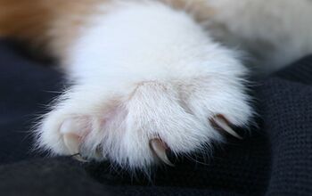 New Jersey May Be The First State To Prohibit Cat Declawing