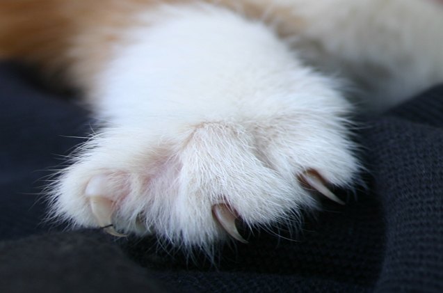 new jersey may be the first state to prohibit cat declawing