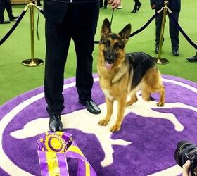Top Dogs at 2017 Westminster Dog Show – Day 2