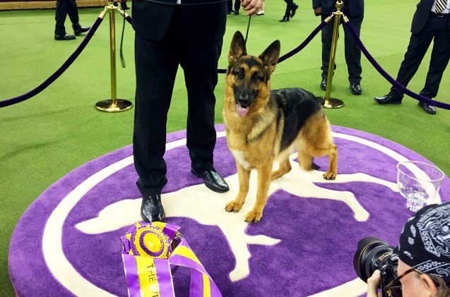 top dogs at 2017 westminster dog show day 2