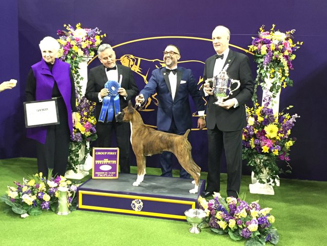 top dogs at 2017 westminster dog show day 2