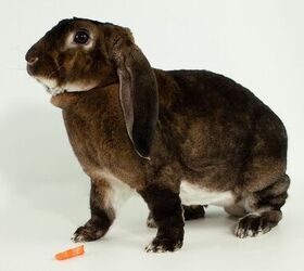 Clares fashion mini lop rabbits