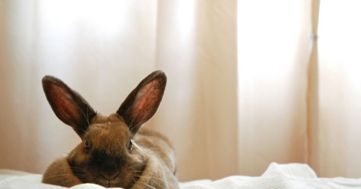 Thuringer Rabbit Breed Information and Pictures - PetGuide.com | PetGuide