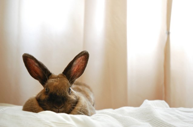 Thuringer Rabbit Breed Information and Pictures - PetGuide.com | PetGuide