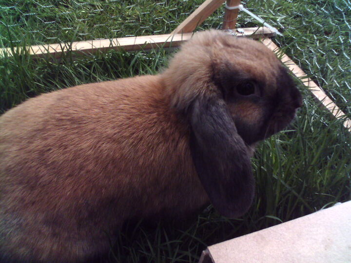 Thuringer Rabbit Breed Information and Pictures - PetGuide.com | PetGuide