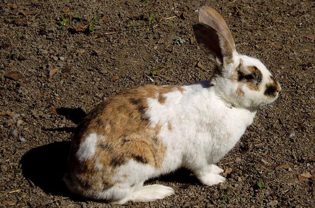 gotland rabbit