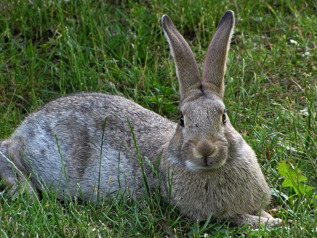 Gotland Rabbit Breed Information and Pictures - PetGuide.com | PetGuide