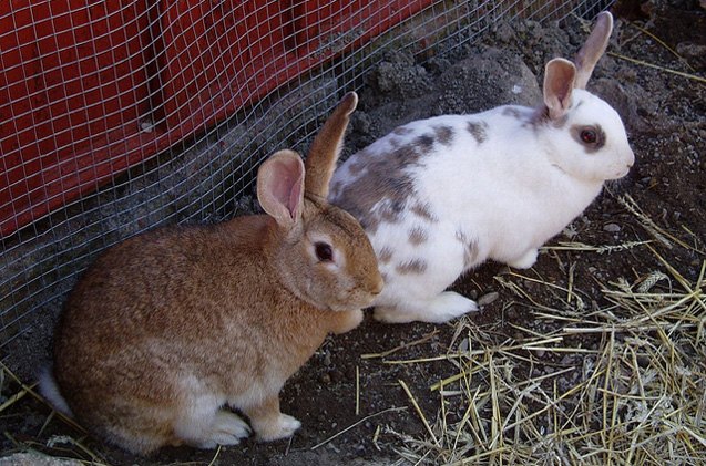 Swedish Hare Health, Temperament, Coat, Health and Care - PetGuide.com ...