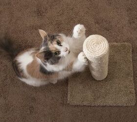 how to choose the right scratching post for your cat