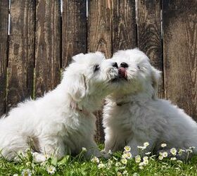 Love Is In The Air, But So Are Canine STDs