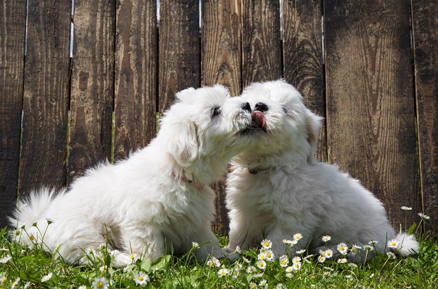 love is in the air but so are canine stds