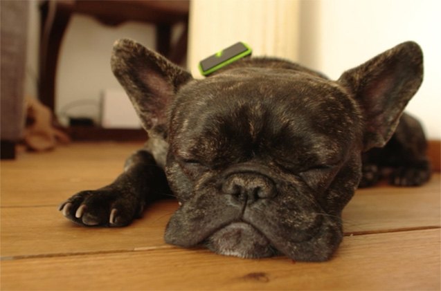 keep a constant tail on your dog with this kickstarter smart collar device