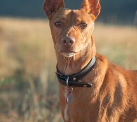 can a andalusian hound and a portuguese podengo be friends