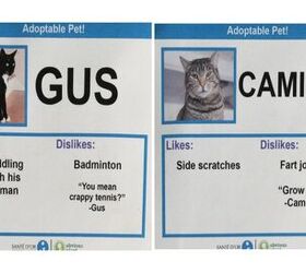 Hilarious Cat Adoption Profiles Will Make You Do A Spit Take!