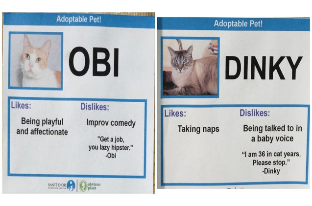 hilarious cat adoption profiles will make you do a spit take