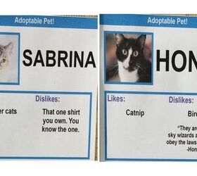 hilarious cat adoption profiles will make you do a spit take