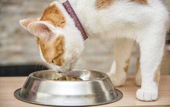 5 Reasons Why a Cat Would Refuse to Eat
