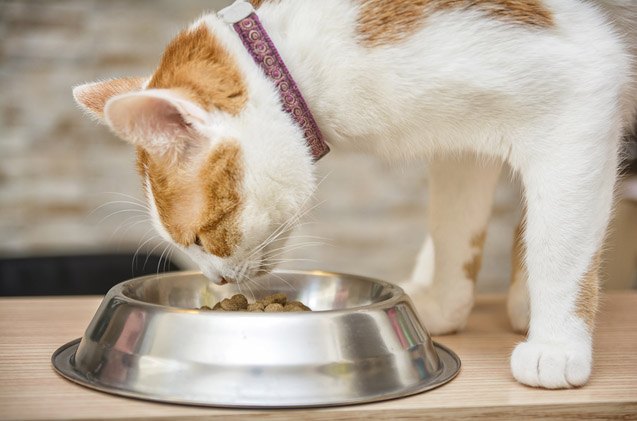 5 reasons why a cat would refuse to eat