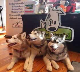 The Ultimate Pet Friendly Road Trip Revs Up After Kick-Off Event