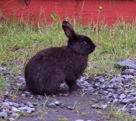 Alaska Rabbit