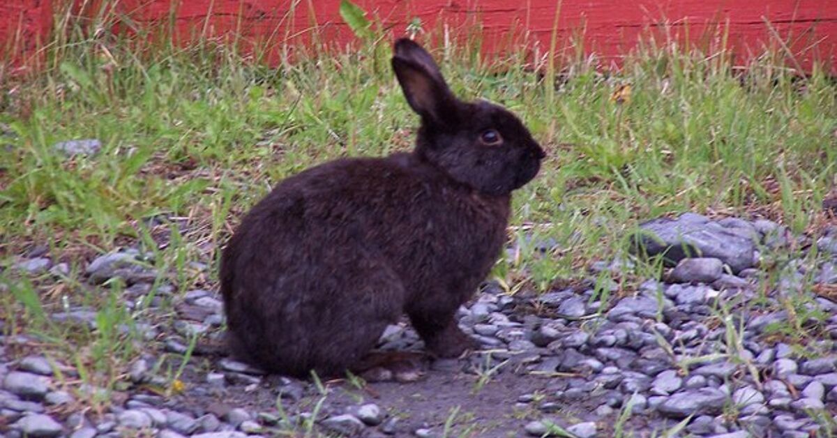 Albuquerque Rabbit Alaska Rabbit Breed Information and Pictures - PetGuide.com | PetGuide