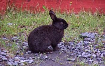 Sallender Rabbit Rabbit Breeds | PetGuide