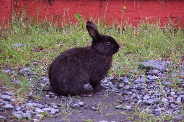Alaska Rabbit Breed Information and Pictures PetGuide