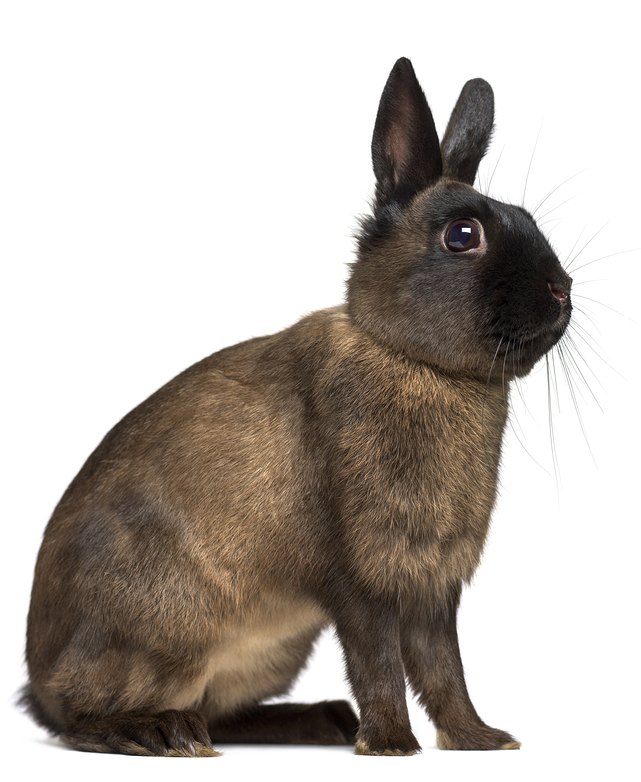 Alaska Rabbit Breed Information and Pictures - PetGuide.com | PetGuide