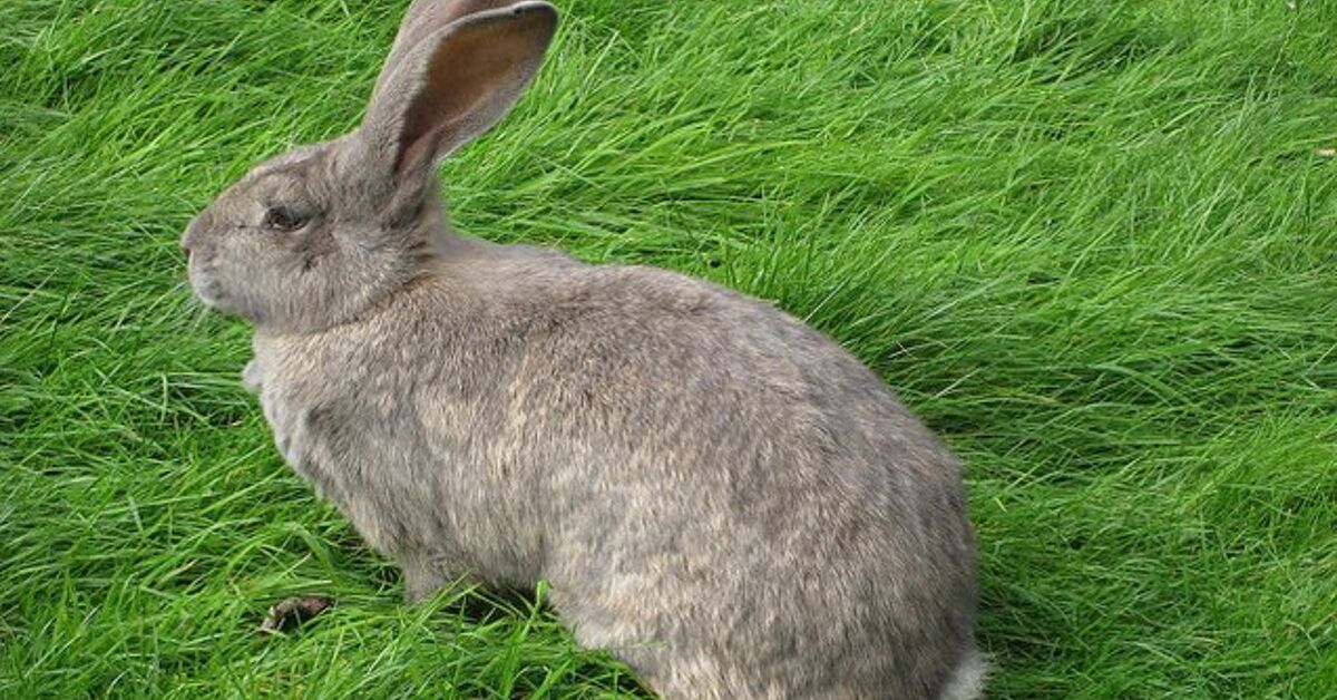 Steel Grey Flemish Giant