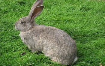 Checkered Giant Rabbit Breed Information and Pictures - PetGuide.com ...
