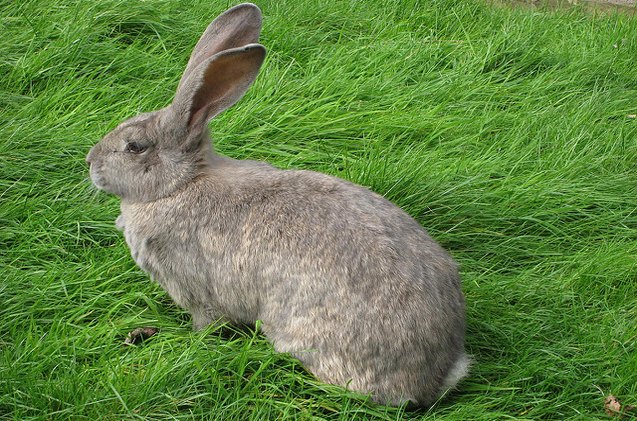 British Giant Rabbit Breed Information and Pictures - PetGuide.com ...