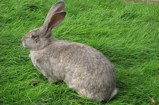 british giant rabbit