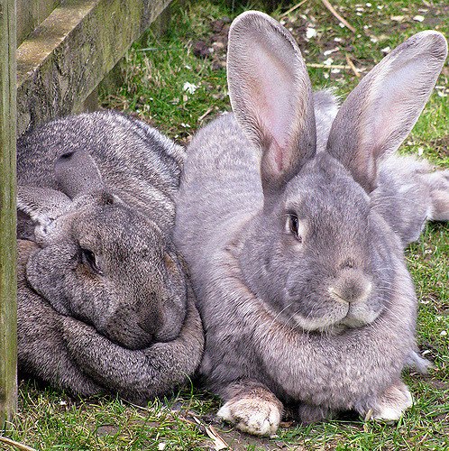 British Giant Rabbit Breed Information and Pictures - PetGuide.com ...