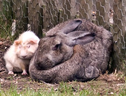 Big Welsh Rabbit British Giant Rabbit Breed Information and Pictures - PetGuide.com ...