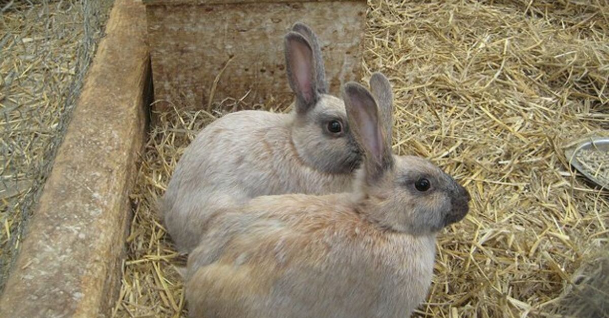 Enderby Island Rabbit Breed Information and Pictures - PetGuide.com ...